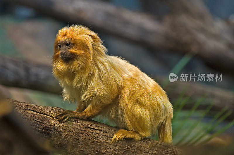 金狮绢毛猴，Leontopithecus rosalia，也被称为金狨猴。一种巴西特有的新大陆小猴。